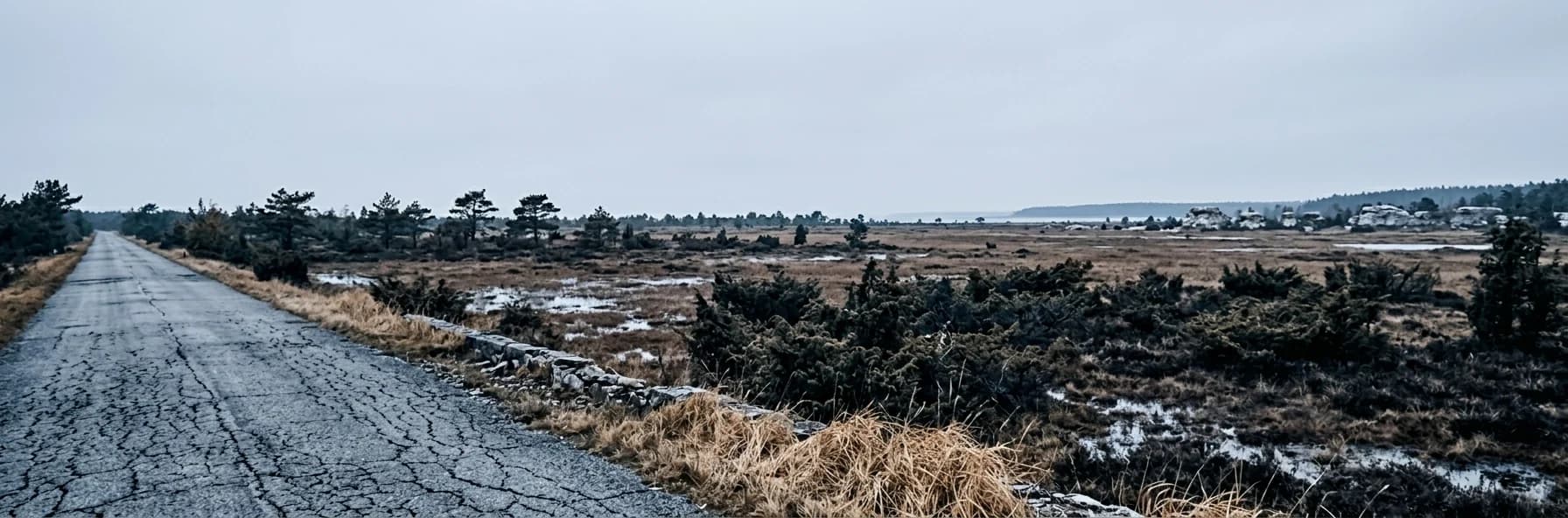 A road crossing flat open bog and juniper scrub near the Estonian coast, low pines and pale grass under heavy grey cloud.