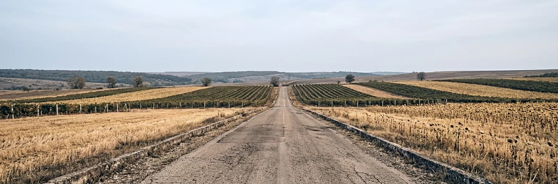 A road running through rolling Moldovan farmland between strips of vineyard and cut sunflower fields.