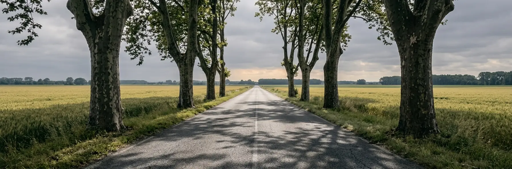A straight road running beneath an avenue of mature plane trees between wheat fields in France, under heavy cloud.
