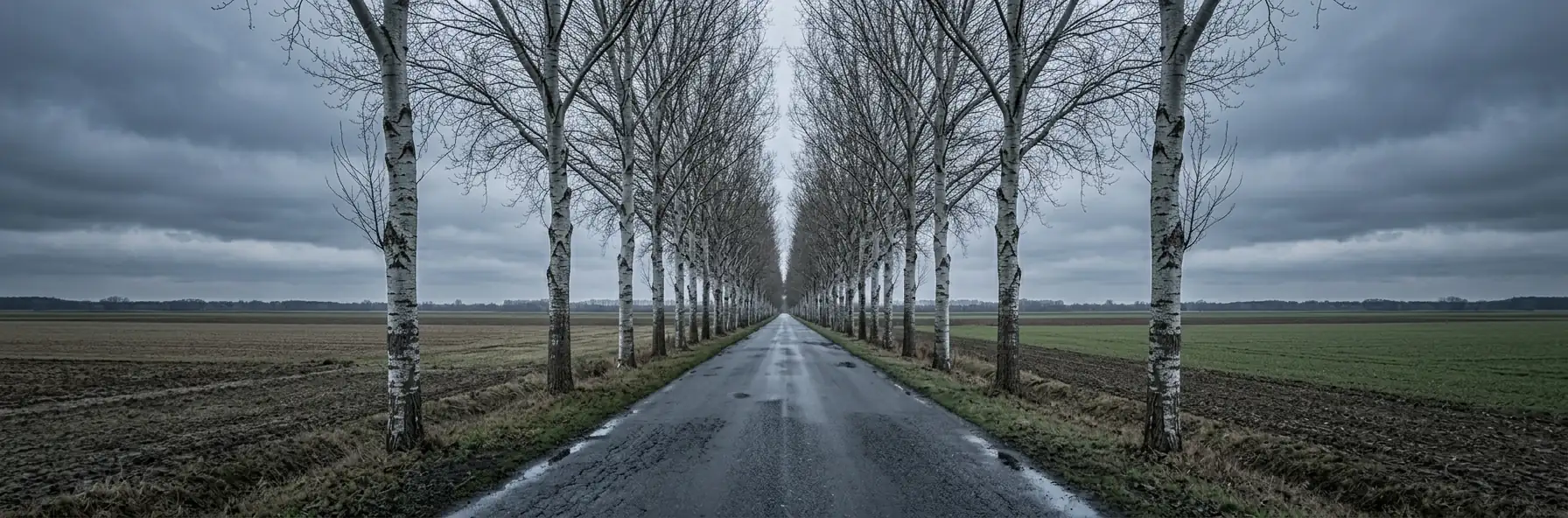 A straight road running between an avenue of bare birch trees across flat ploughed farmland in Poland, wet asphalt under heavy grey cloud.